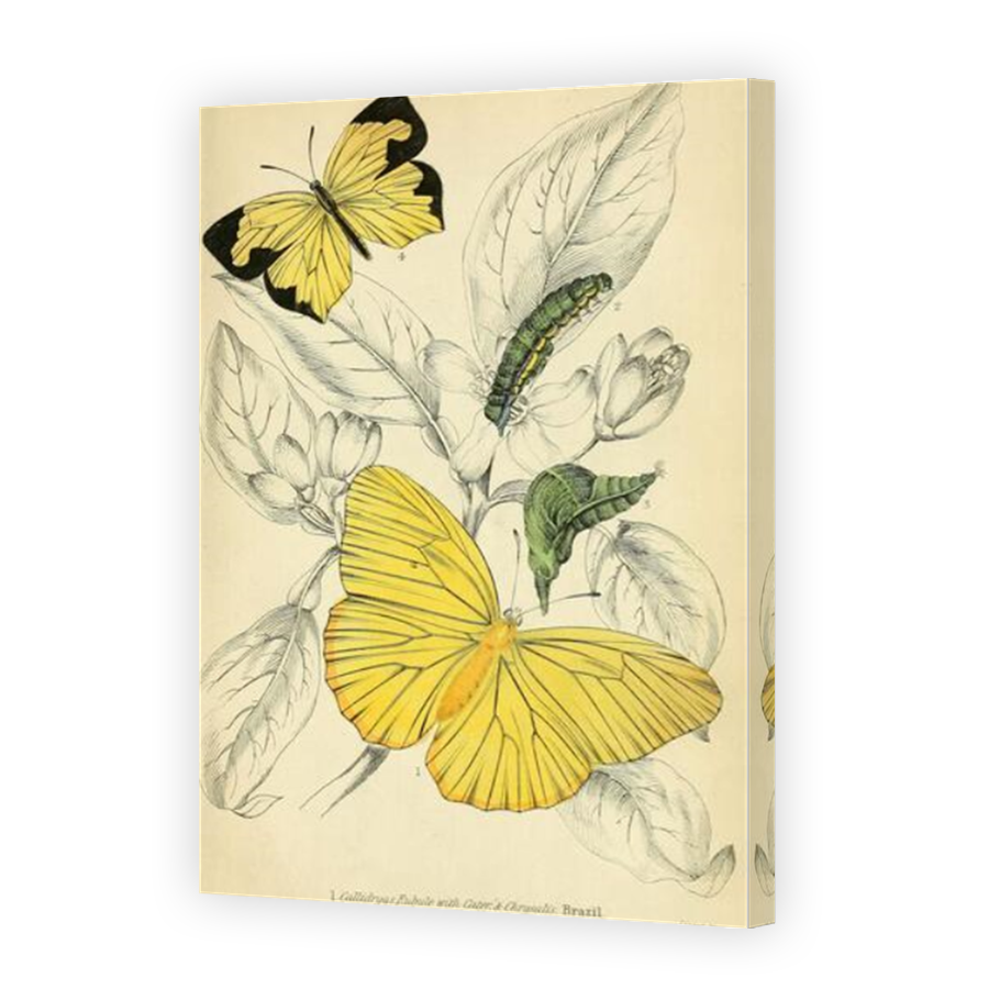 Thumbnail for Canvas - Mirror Image Canvas Wrap