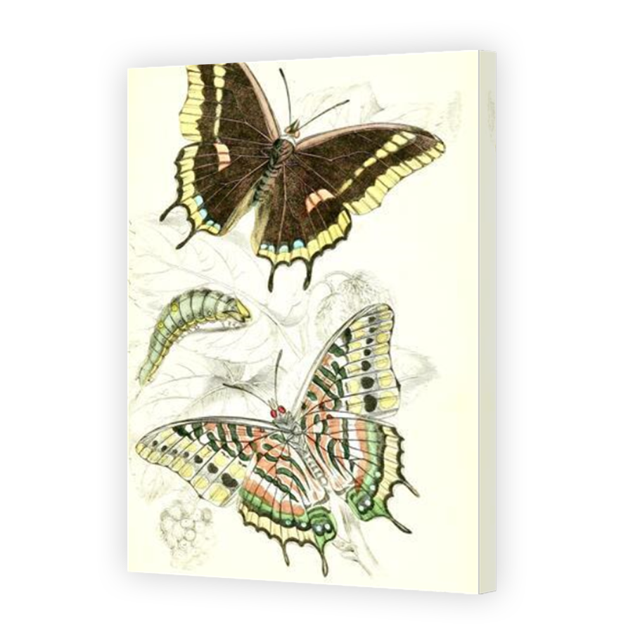 Thumbnail for Canvas - Mirror Image Canvas Wrap