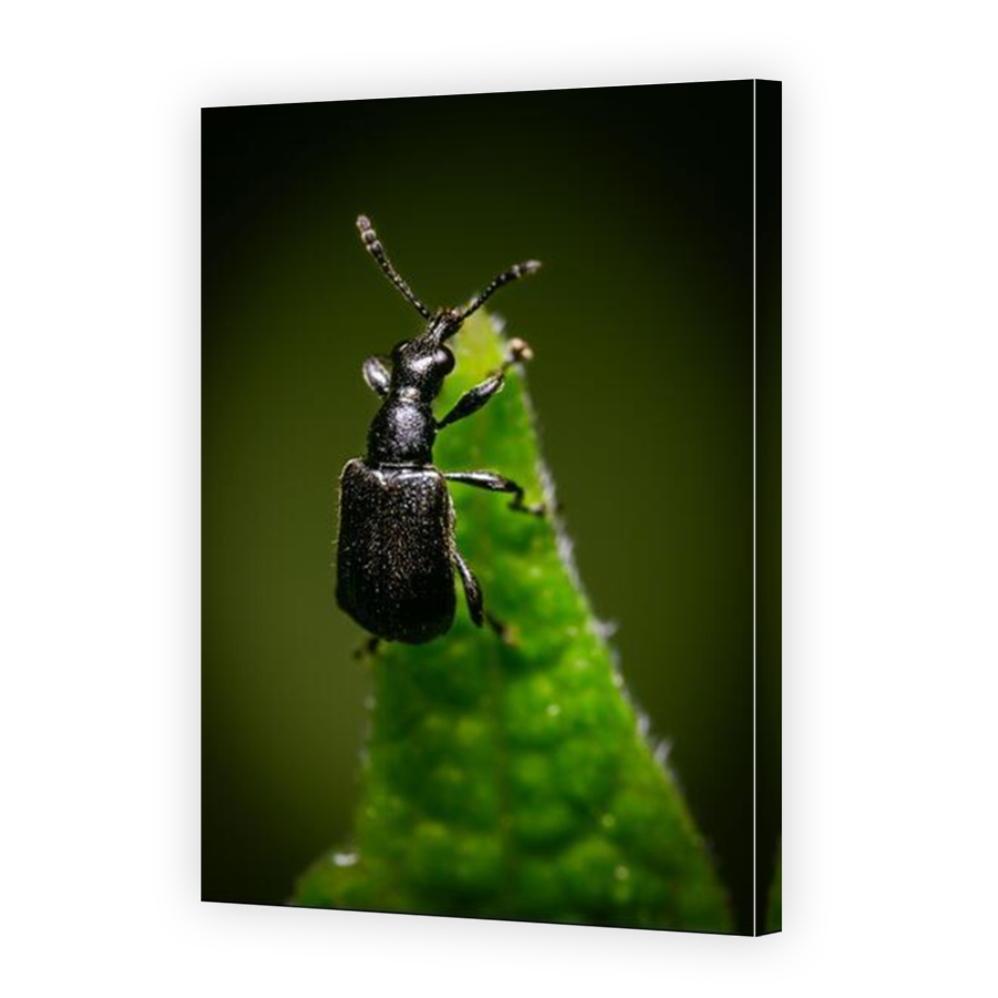 Thumbnail for Canvas - Mirror Image Canvas Wrap