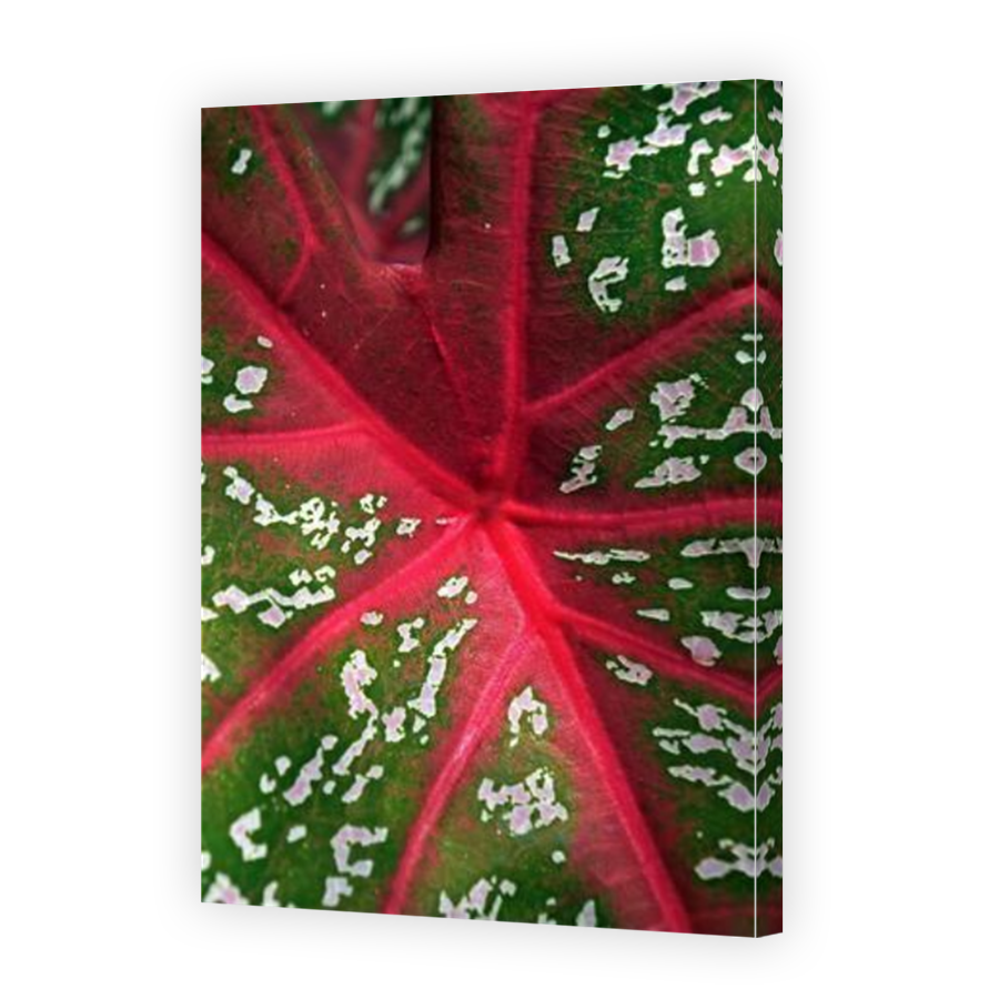 Thumbnail for Canvas - Mirror Image Canvas Wrap