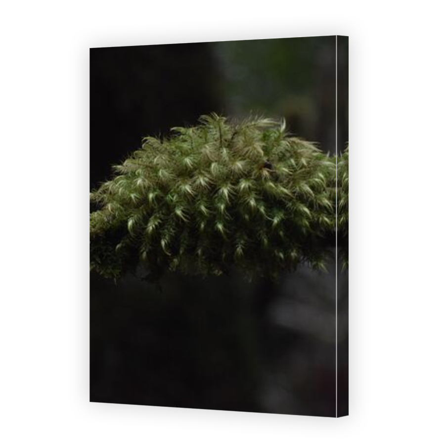 Thumbnail for Canvas - Mirror Image Canvas Wrap