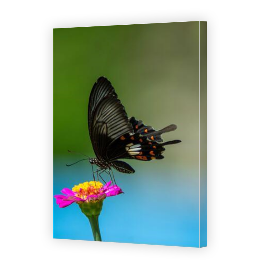 Thumbnail for Canvas - Mirror Image Canvas Wrap