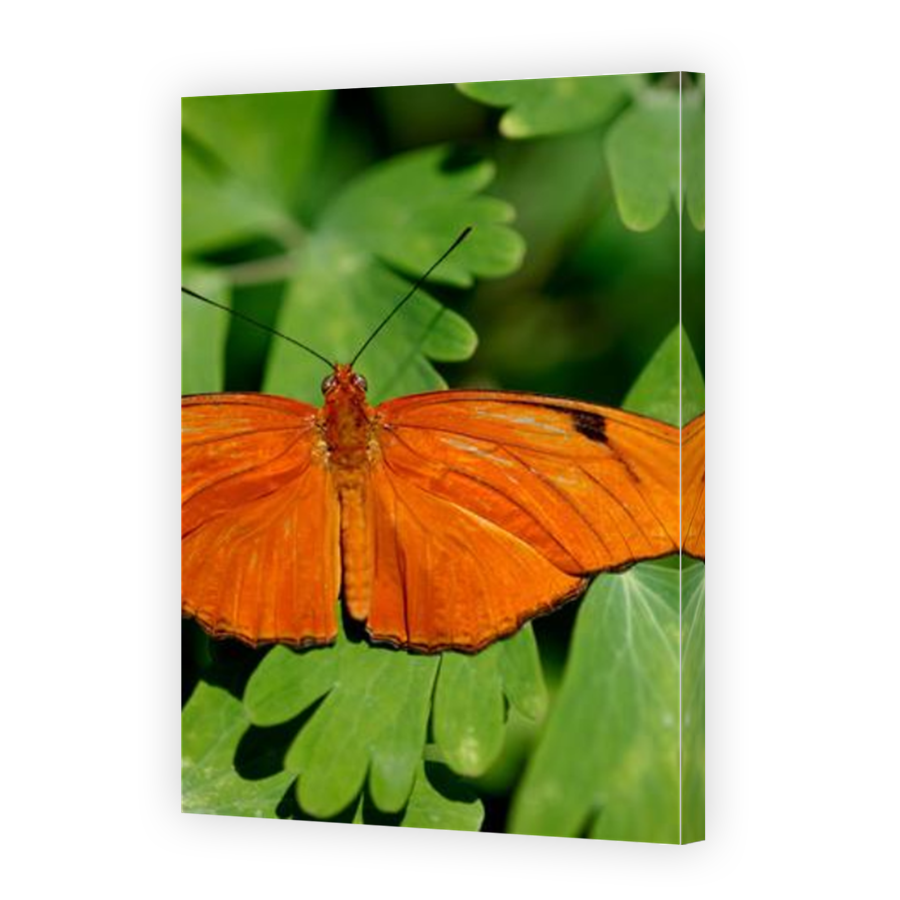 Thumbnail for Canvas - Mirror Image Canvas Wrap