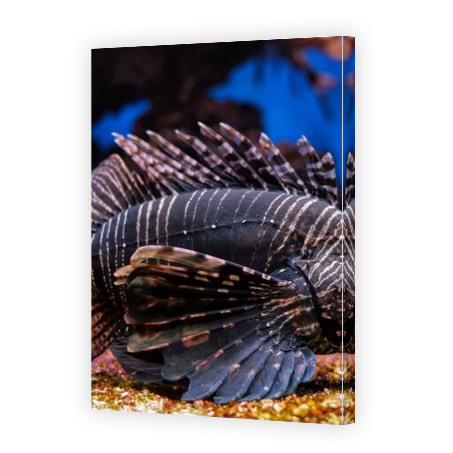 Thumbnail for Canvas - Mirror Image Canvas Wrap