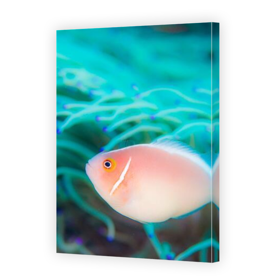 Thumbnail for Canvas - Mirror Image Canvas Wrap