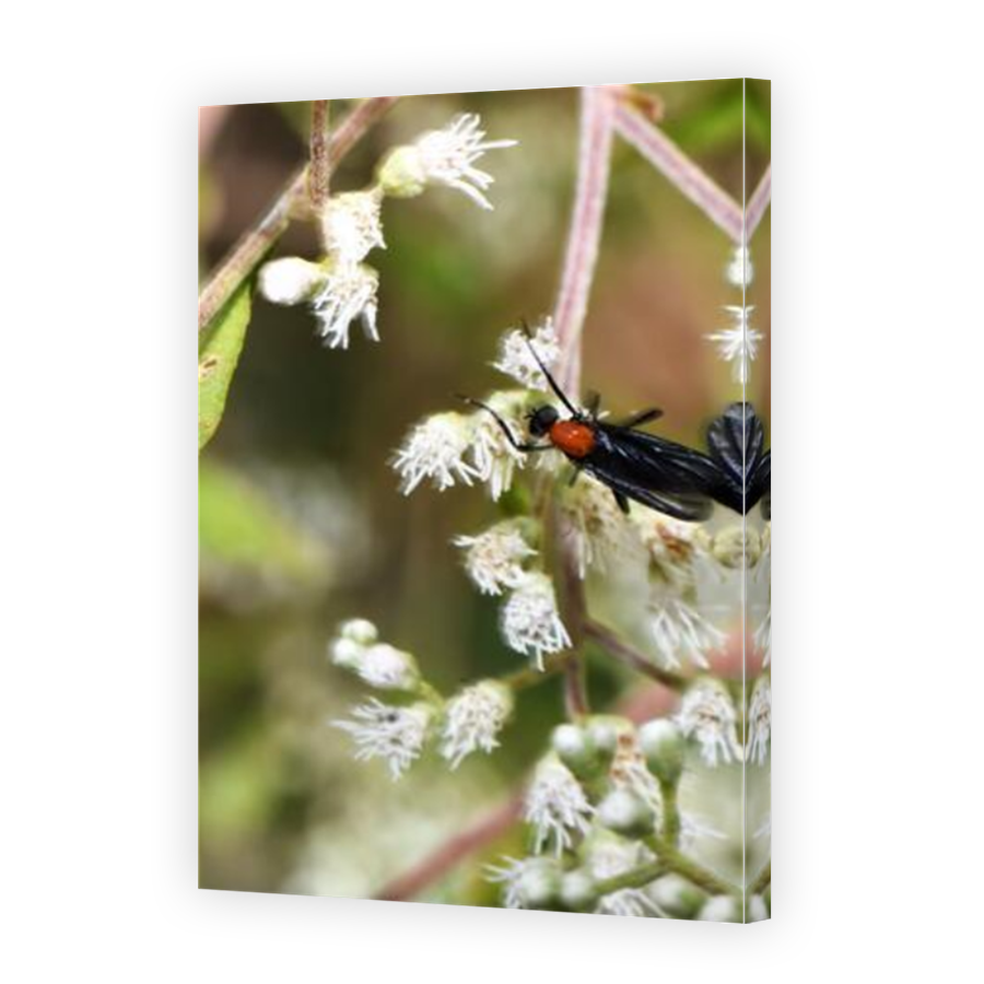 Thumbnail for Canvas - Mirror Image Canvas Wrap