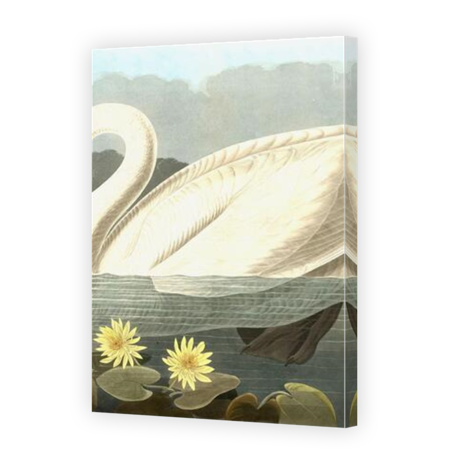 Thumbnail for Canvas - Mirror Image Canvas Wrap