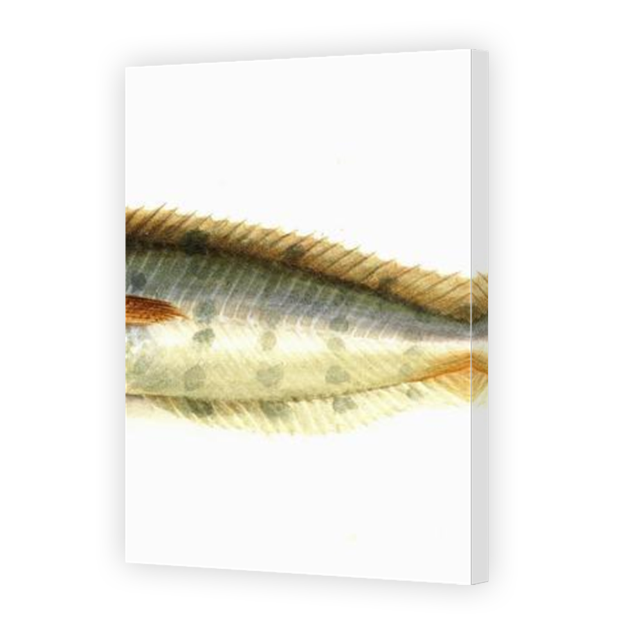 Thumbnail for Canvas - Mirror Image Canvas Wrap
