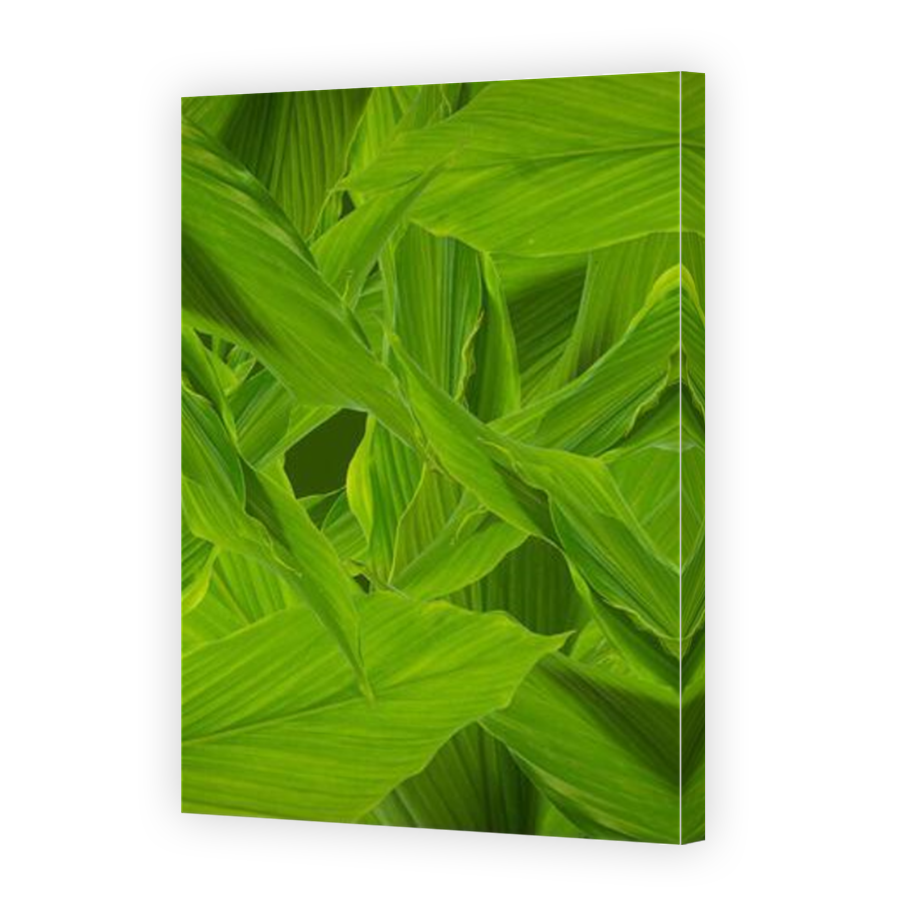 Thumbnail for Canvas - Mirror Image Canvas Wrap