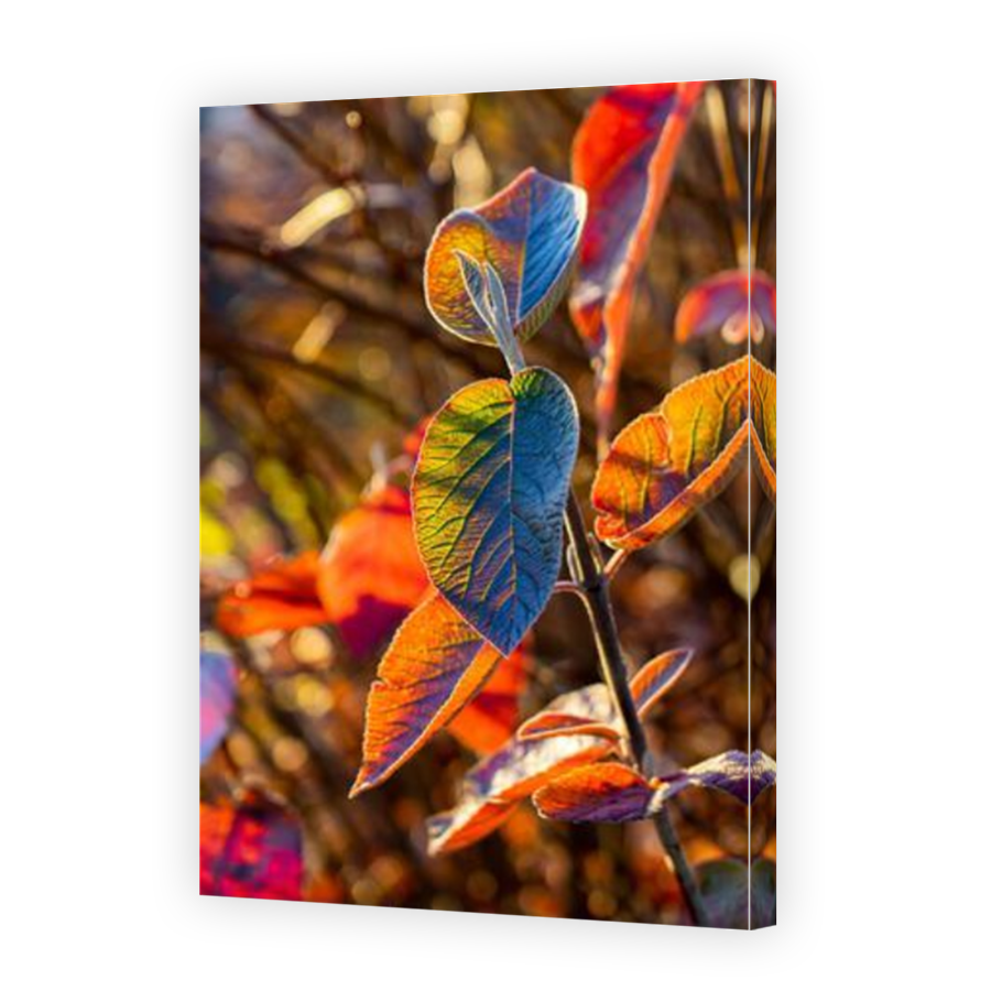 Thumbnail for Canvas - Mirror Image Canvas Wrap