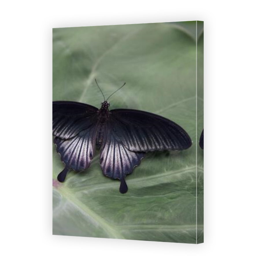 Thumbnail for Canvas - Mirror Image Canvas Wrap