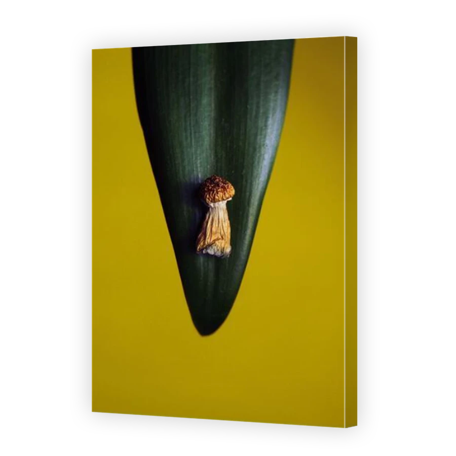 Thumbnail for Canvas - Mirror Image Canvas Wrap
