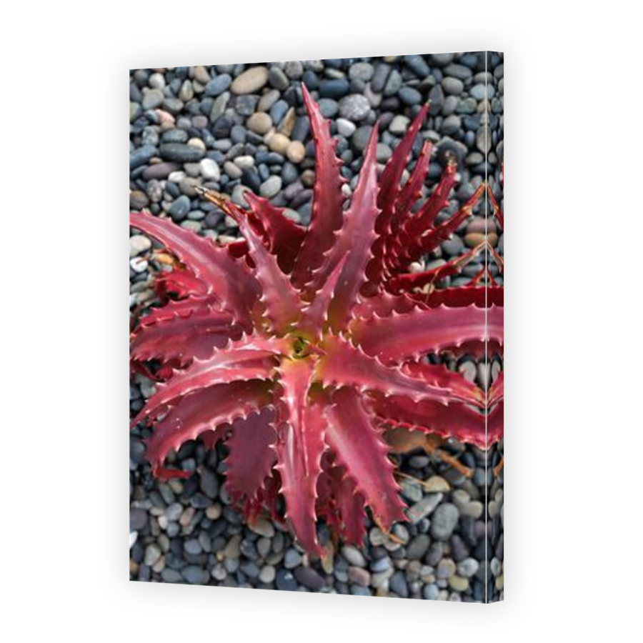 Thumbnail for Canvas - Mirror Image Canvas Wrap