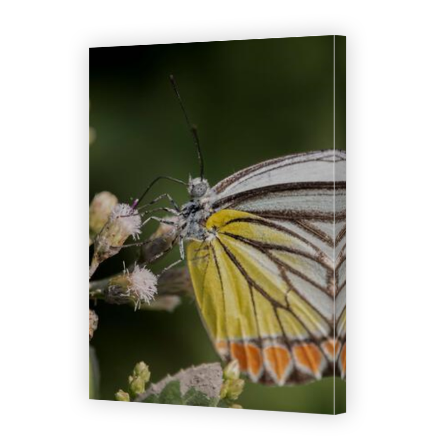 Thumbnail for Canvas - Mirror Image Canvas Wrap
