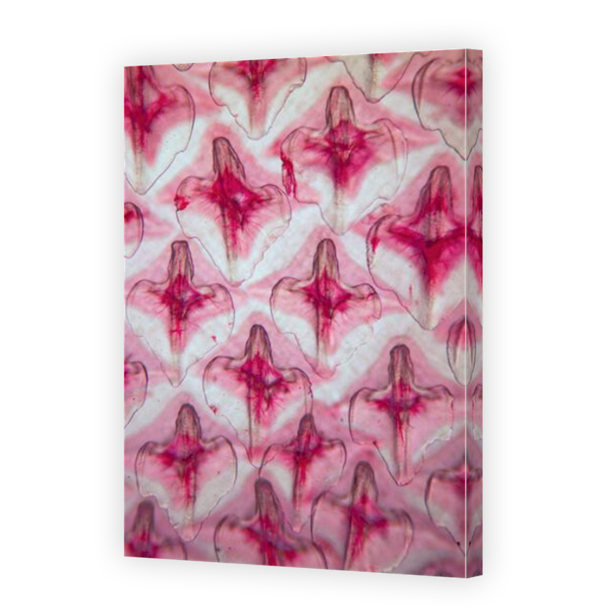 Thumbnail for Canvas - Mirror Image Canvas Wrap