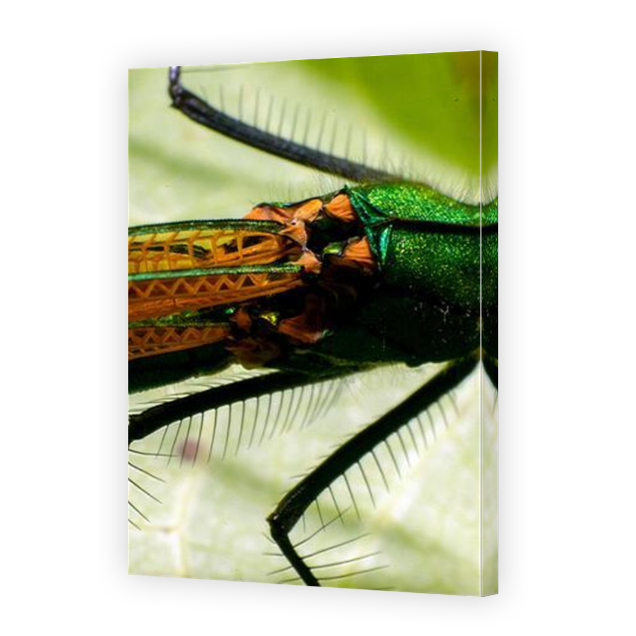 Thumbnail for Canvas - Mirror Image Canvas Wrap