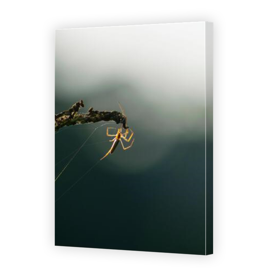 Thumbnail for Canvas - Mirror Image Canvas Wrap