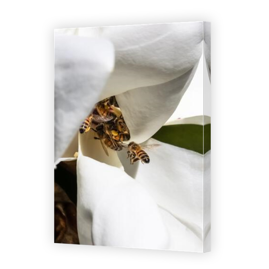 Thumbnail for Canvas - Mirror Image Canvas Wrap