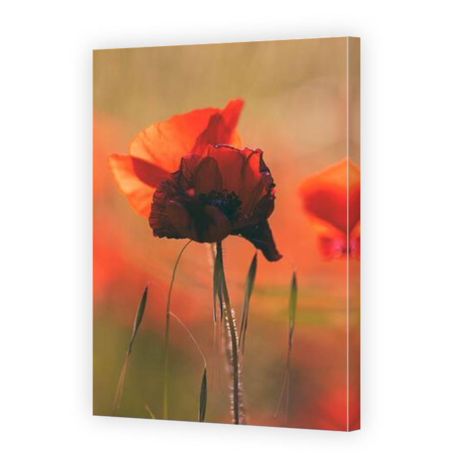 Thumbnail for Canvas - Mirror Image Canvas Wrap