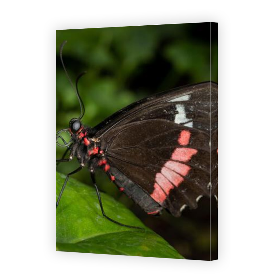 Thumbnail for Canvas - Mirror Image Canvas Wrap
