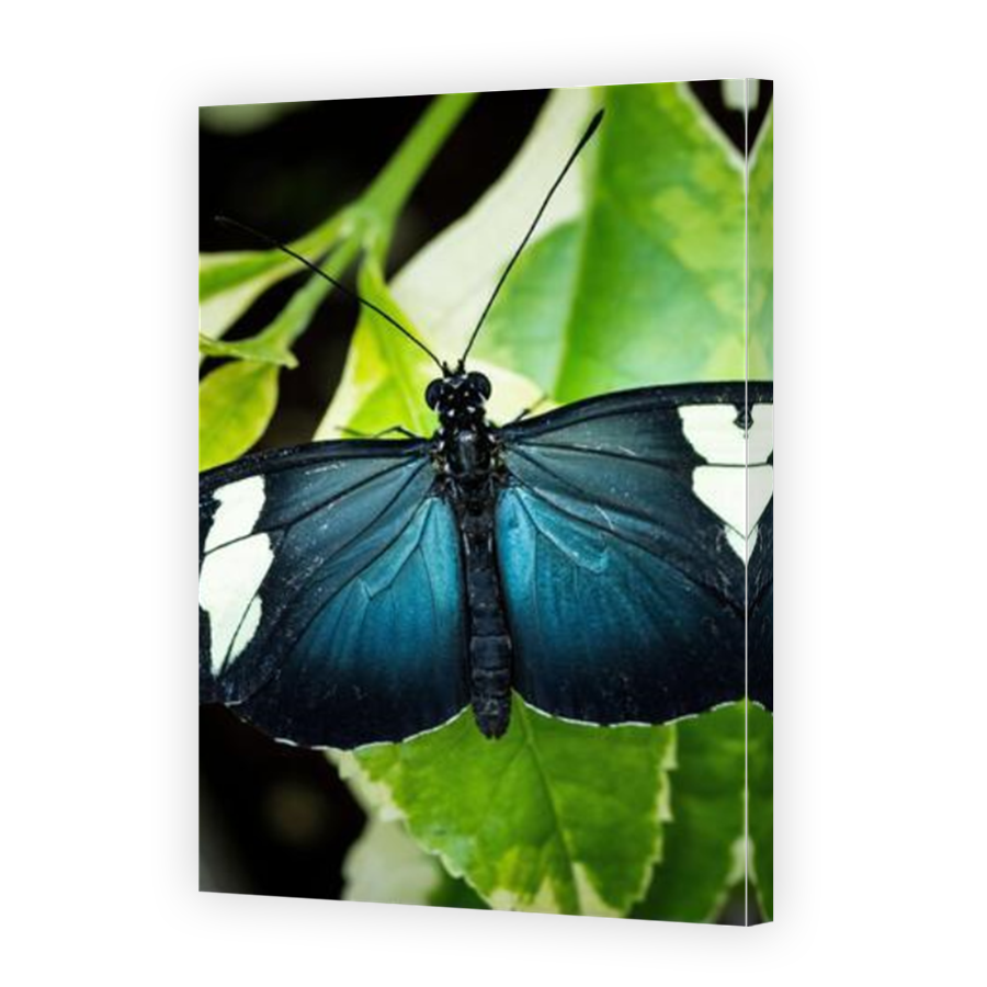 Thumbnail for Canvas - Mirror Image Canvas Wrap