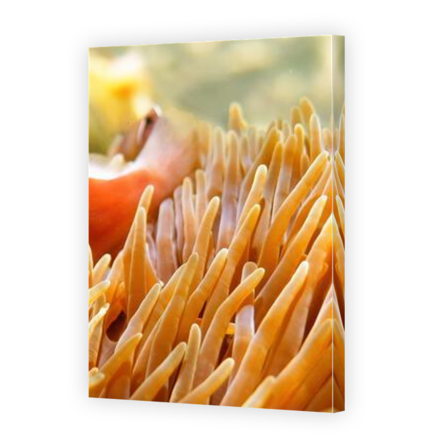 Thumbnail for Canvas - Mirror Image Canvas Wrap