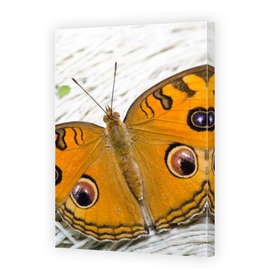 Thumbnail for Canvas - Mirror Image Canvas Wrap