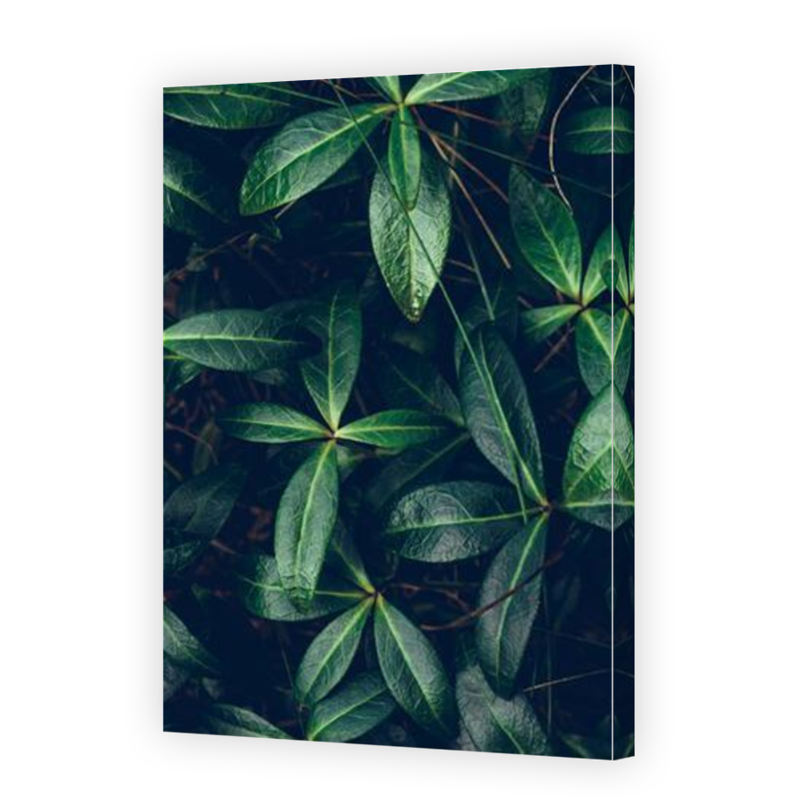Thumbnail for Canvas - Mirror Image Canvas Wrap