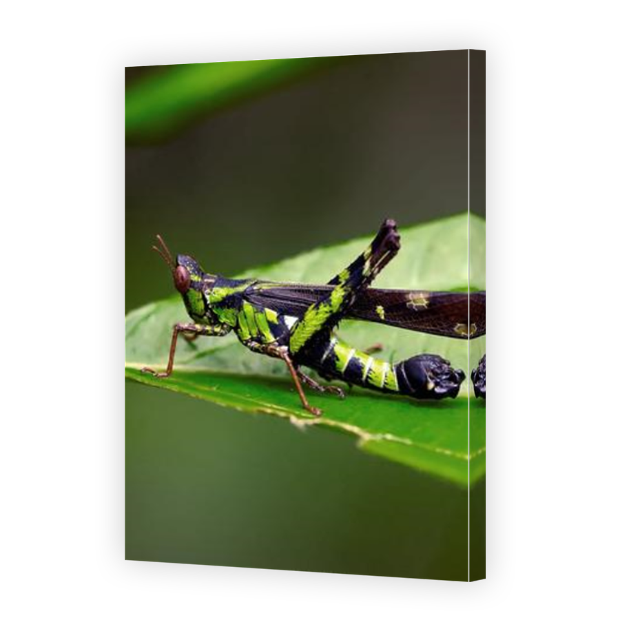 Thumbnail for Canvas - Mirror Image Canvas Wrap