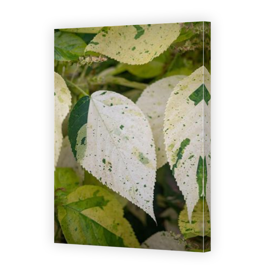 Thumbnail for Canvas - Mirror Image Canvas Wrap