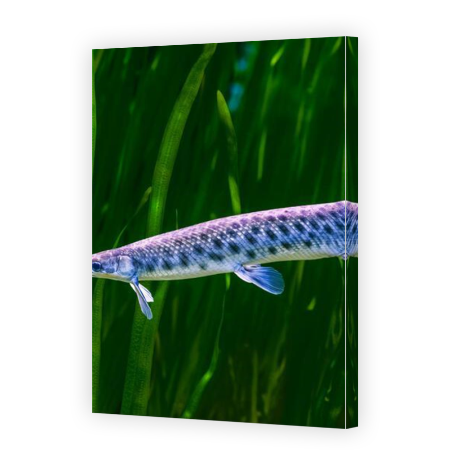 Thumbnail for Canvas - Mirror Image Canvas Wrap