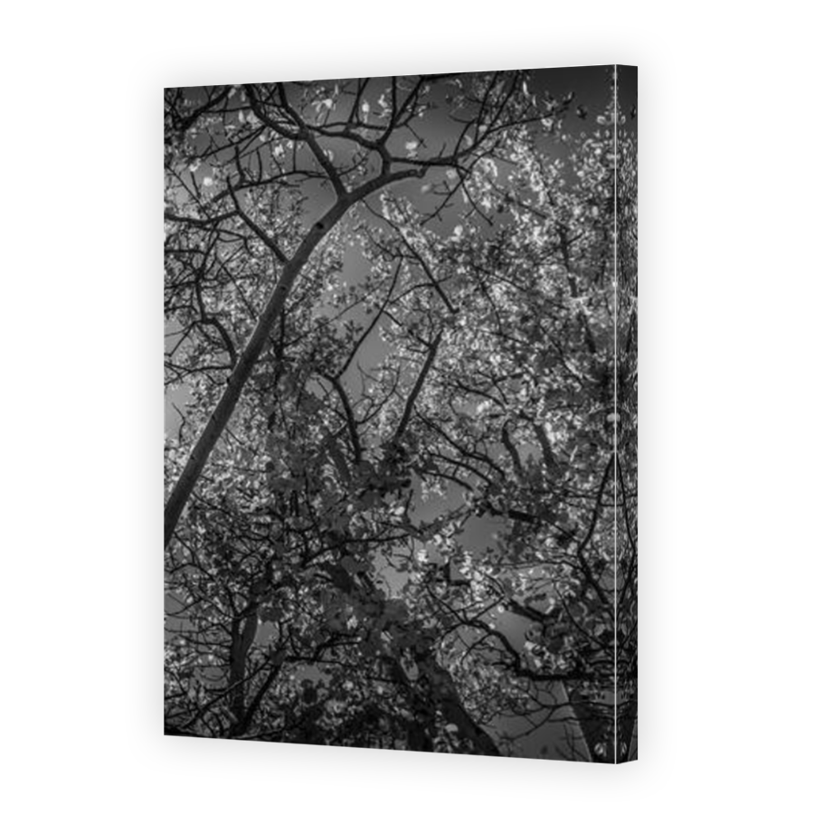 Thumbnail for Canvas - Mirror Image Canvas Wrap