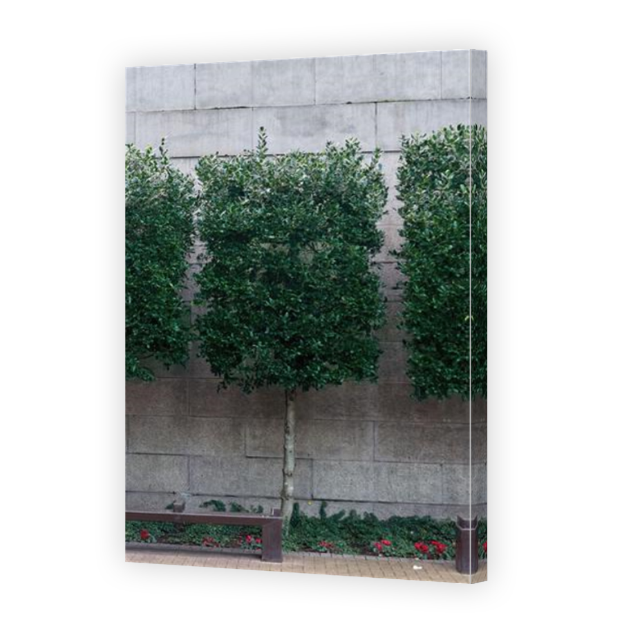 Thumbnail for Canvas - Mirror Image Canvas Wrap