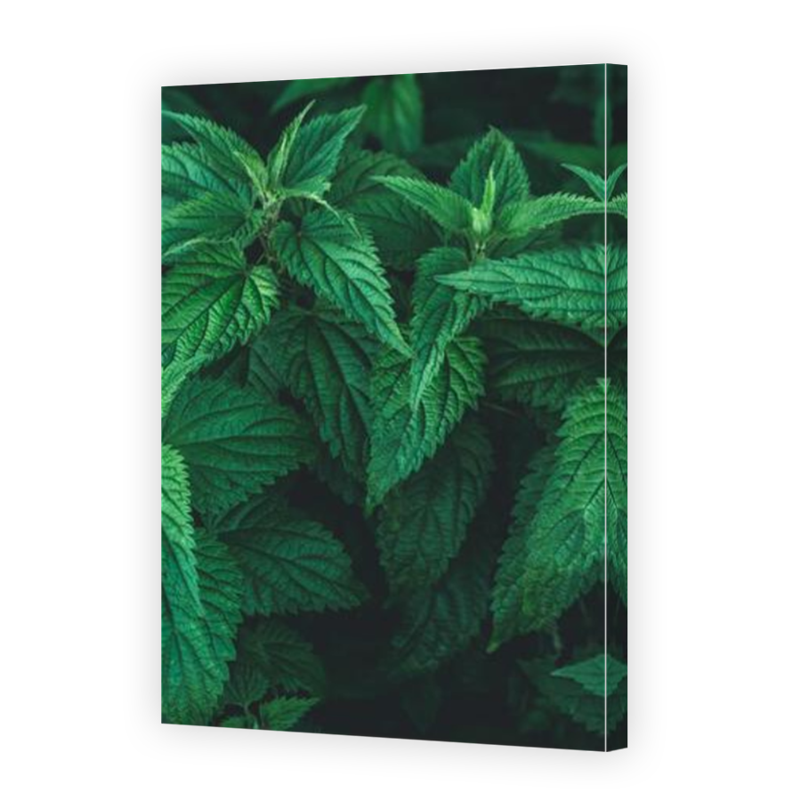 Thumbnail for Canvas - Mirror Image Canvas Wrap