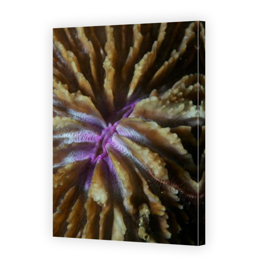 Thumbnail for Canvas - Mirror Image Canvas Wrap