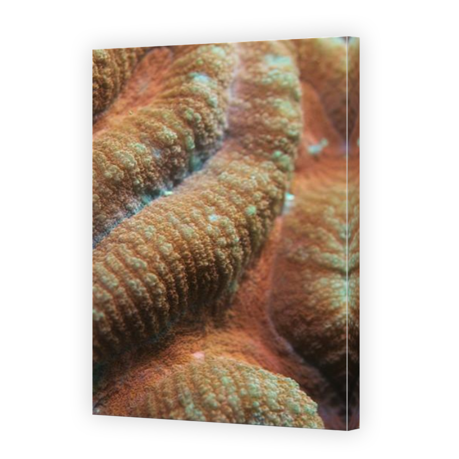 Thumbnail for Canvas - Mirror Image Canvas Wrap