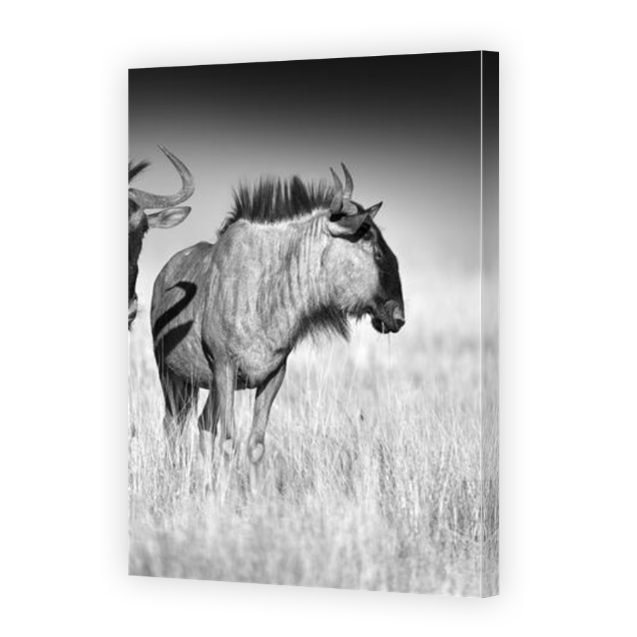 Thumbnail for Canvas - Mirror Image Canvas Wrap