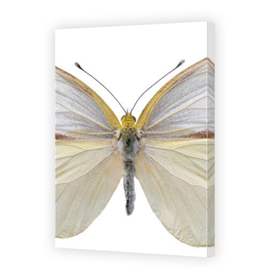 Thumbnail for Canvas - Mirror Image Canvas Wrap