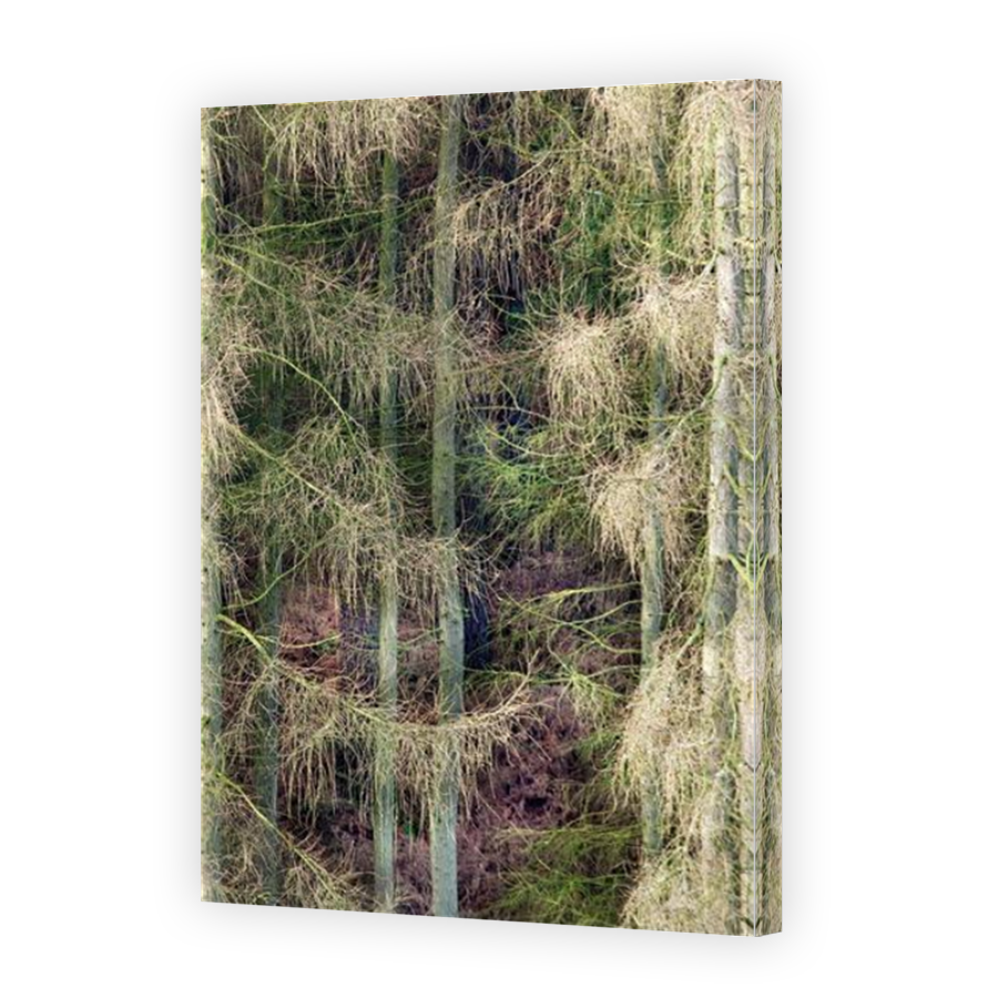 Thumbnail for Canvas - Mirror Image Canvas Wrap