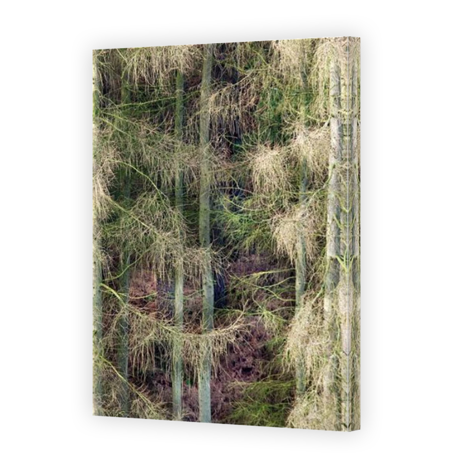 Thumbnail for Canvas - Mirror Image Canvas Wrap