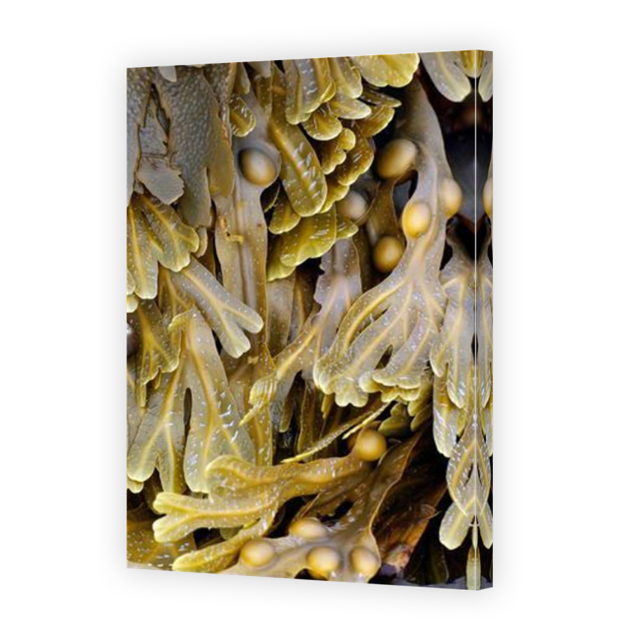 Thumbnail for Canvas - Mirror Image Canvas Wrap