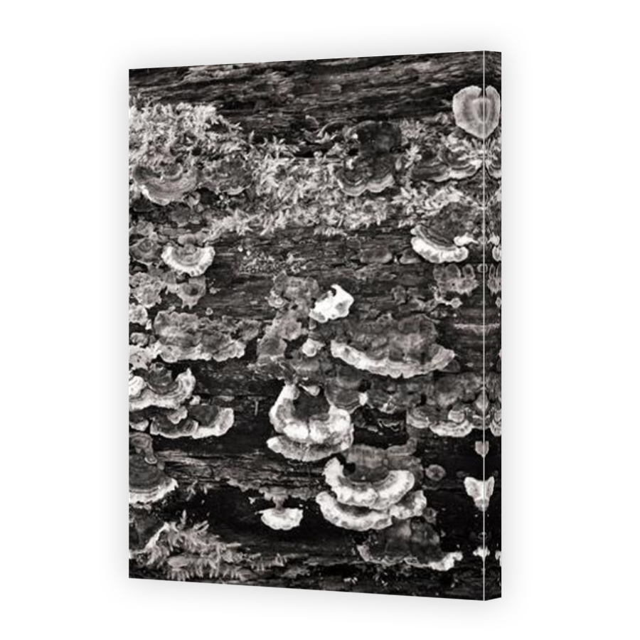 Thumbnail for Canvas - Mirror Image Canvas Wrap