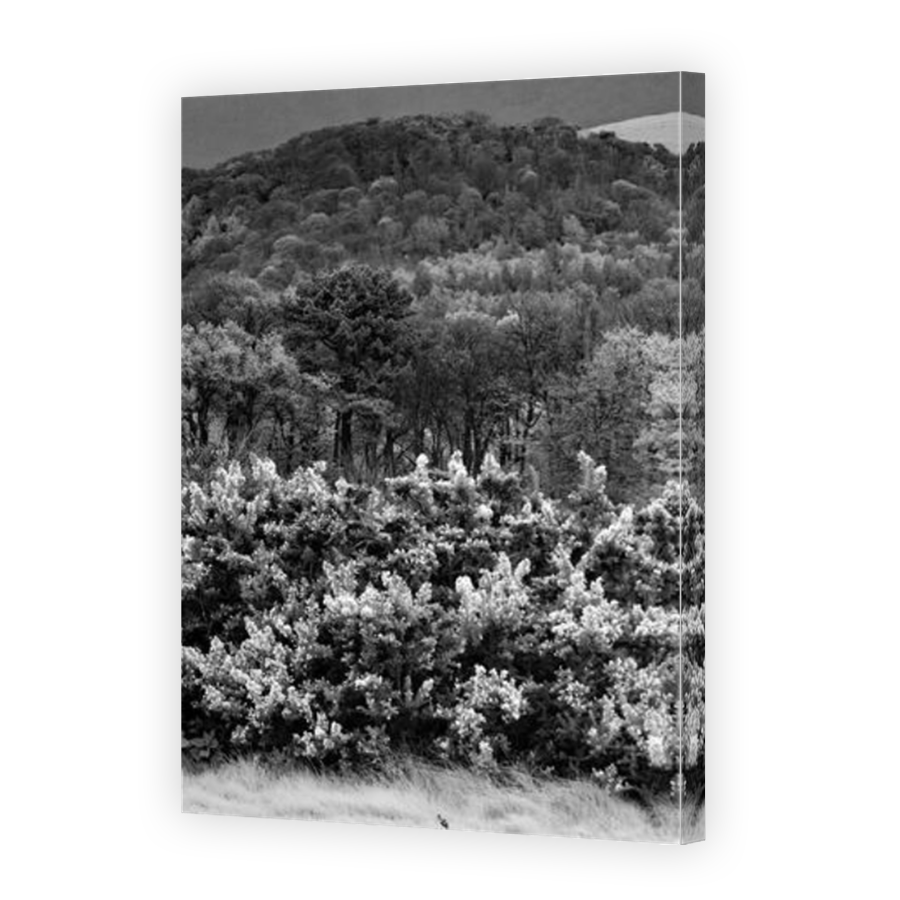 Thumbnail for Canvas - Mirror Image Canvas Wrap