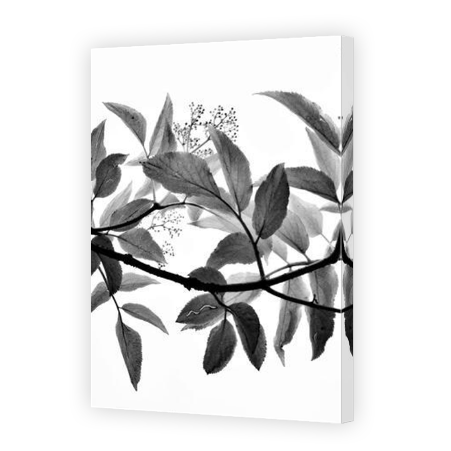 Thumbnail for Canvas - Mirror Image Canvas Wrap