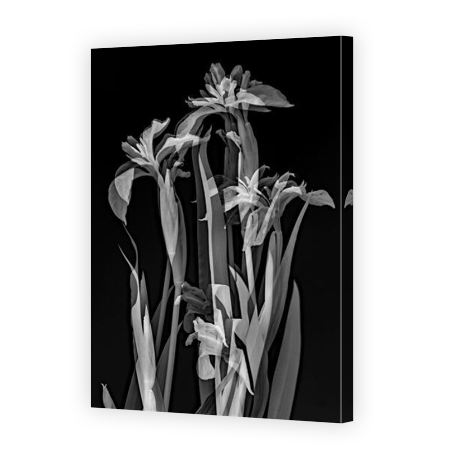Thumbnail for Canvas - Mirror Image Canvas Wrap