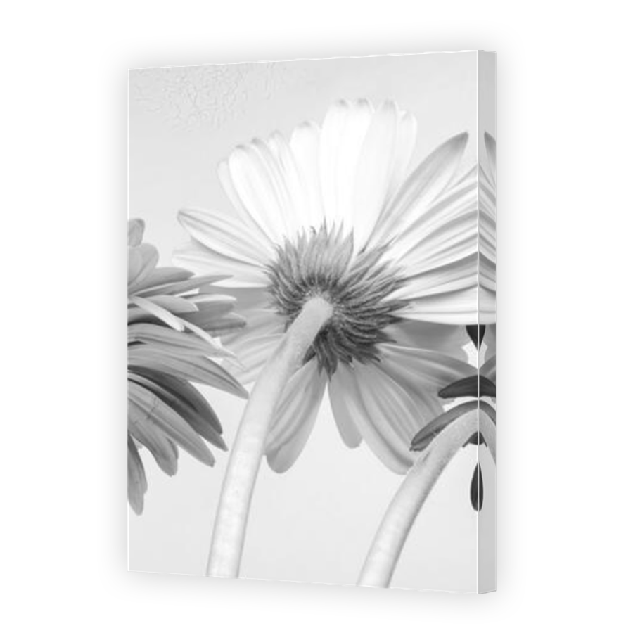 Thumbnail for Canvas - Mirror Image Canvas Wrap