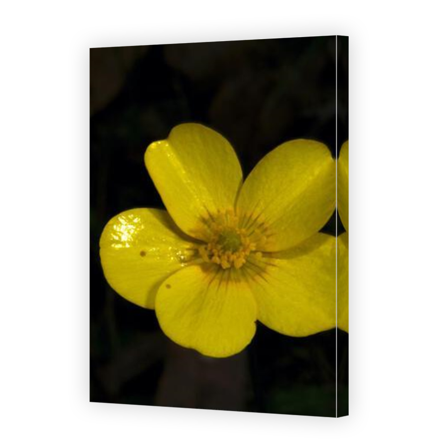 Thumbnail for Canvas - Mirror Image Canvas Wrap