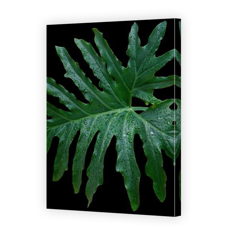 Thumbnail for Canvas - Mirror Image Canvas Wrap