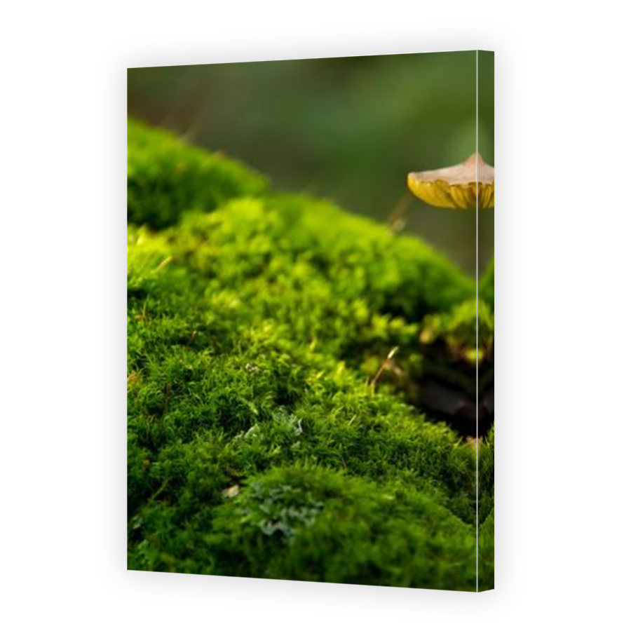 Thumbnail for Canvas - Mirror Image Canvas Wrap