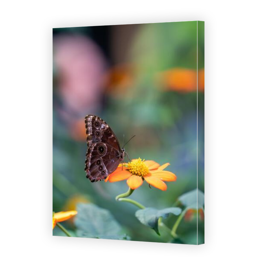 Thumbnail for Canvas - Mirror Image Canvas Wrap